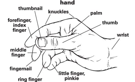 hands traduzione|hand meaning in inglese.